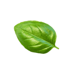 leaf2 150x150 - Контакты
