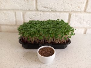 rukkola semena 300x225 - Семена рукколы для микрозелени, 100г.