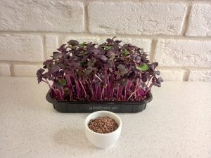 sango semena 300x225 - Семена редиса фиолетового , 100г.