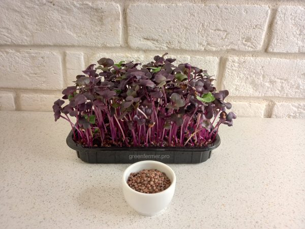 sango semena 600x450 - Семена редиса фиолетового , 100г.