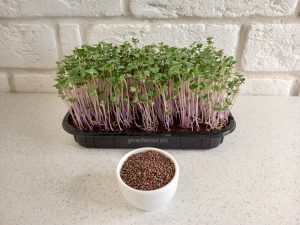 semena brokkoli 300x225 - Семена брокколи для микрозелени, 100г.
