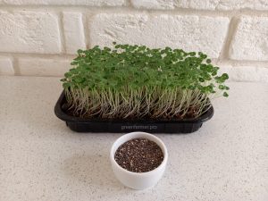 semena chia 300x225 - Семена чиа для проращивания микрозелени, 100г.