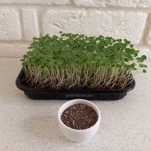 semena chia 300x300 - Семена чиа для проращивания микрозелени, 100г.