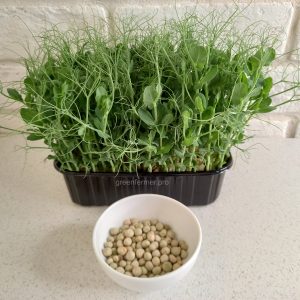 semena goroha 300x300 - Семена гороха зеленого для микрозелени, 500г.