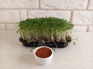 semena kress salata 300x225 - Семена кресс-салата для микрозелени, 100г.