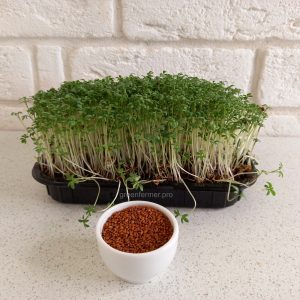 semena kress salata 300x300 - Семена кресс-салата для микрозелени, 100г.